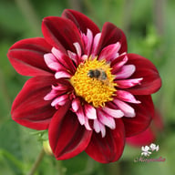 Joyful Investment Dahlia Tuber