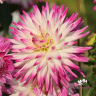 Jura Dahlia Knöl