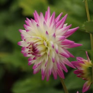 Jura Dahlia Tuber