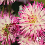 Jura Dahlia Knöl