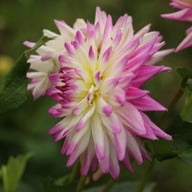 Jura Dahlia Tuber