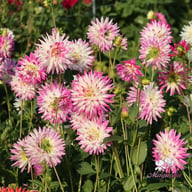 Jura Dahlia Knöl