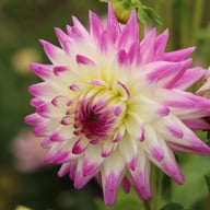 Jura Dahlia Tuber