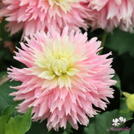 Just Married Dahlia Tuber