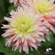 Just Married Dahlia Tuber
