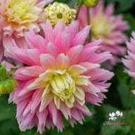 Just Married Dahlia Tuber