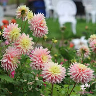Just Married Dahlia Tuber