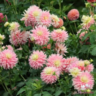 Just Married Dahlia Tuber