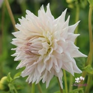 KA's Cloud Dahlia Knöl