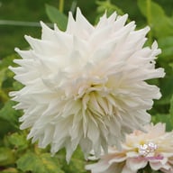 KA's Cloud Dahlia Knöl