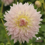 KA's Cloud Dahlia Knöl