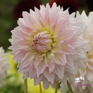 KA's Cloud Dahlia Knöl