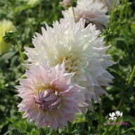 KA's Cloud Dahlia Knöl