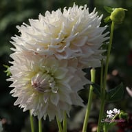 KA's Cloud Dahlia Knöl