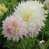 KA's Cloud Dahlia Knöl