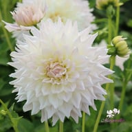 KA's Cloud Dahlia Knöl