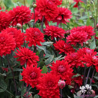 Karma Amora® Dahlia Tuber