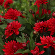 Karma Amora® Dahlia Tuber
