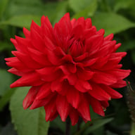Karma Amora® Dahlia Tuber