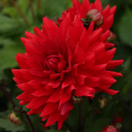 Karma Amora® Dahlia Tuber