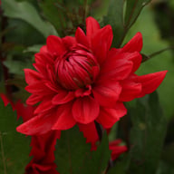 Karma Amora® Dahlia Tuber