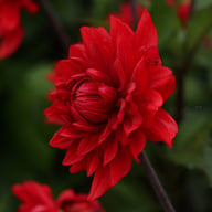 Karma Amora® Dahlia Tuber