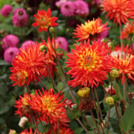Karma Bon Bini Dahlia Knöl