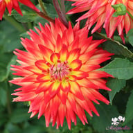 Karma Bon Bini Dahlia Knöl