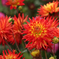 Karma Bon Bini Dahlia Knöl