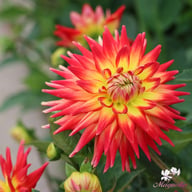 Karma Bon Bini Dahlia Knöl