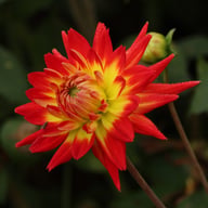 Karma Bon Bini Dahlia Knöl