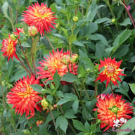 Karma Bon Bini Dahlia Knöl