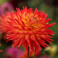 Karma Bon Bini Dahlia Knöl