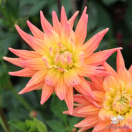 Karma Corona Dahlia Tuber