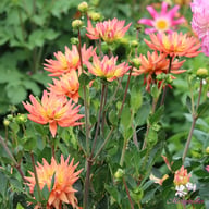 Karma Corona Dahlia Tuber