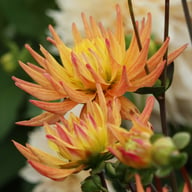 Karma Corona Dahlia Knöl