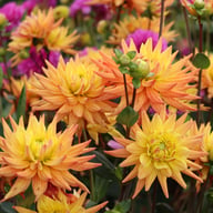 Karma Corona Dahlia Knöl