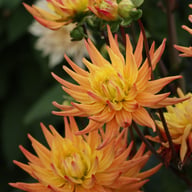Karma Corona Dahlia Knöl