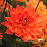 Karma Fiesta Dahlia Knöl