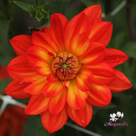 Karma Fiesta Dahlia Knöl