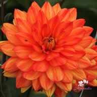 Karma Fiesta Dahlia Knöl