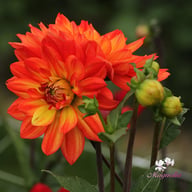 Karma Fiesta Dahlia Knöl