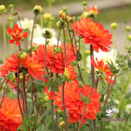 Karma Fiesta Dahlia Knöl