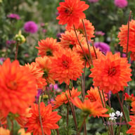 Karma Fiesta Dahlia Knöl