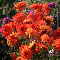 Karma Fiesta Dahlia Knöl