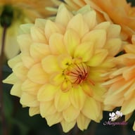 Karma Gold Dahlia Knöl
