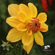 Karma Gold Dahlia Knöl