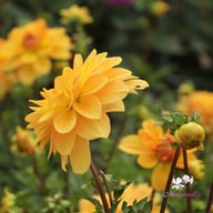 Karma Gold Dahlia Knöl