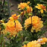 Karma Gold Dahlia Knöl