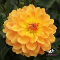 Karma Gold Dahlia Knöl